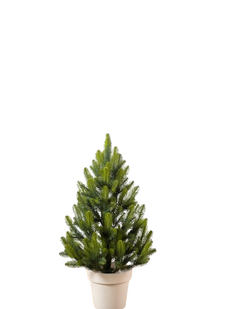 Елка литая "Лапландская" в горшке, Весенняя зеленая 0.7м 4829221720070 фото